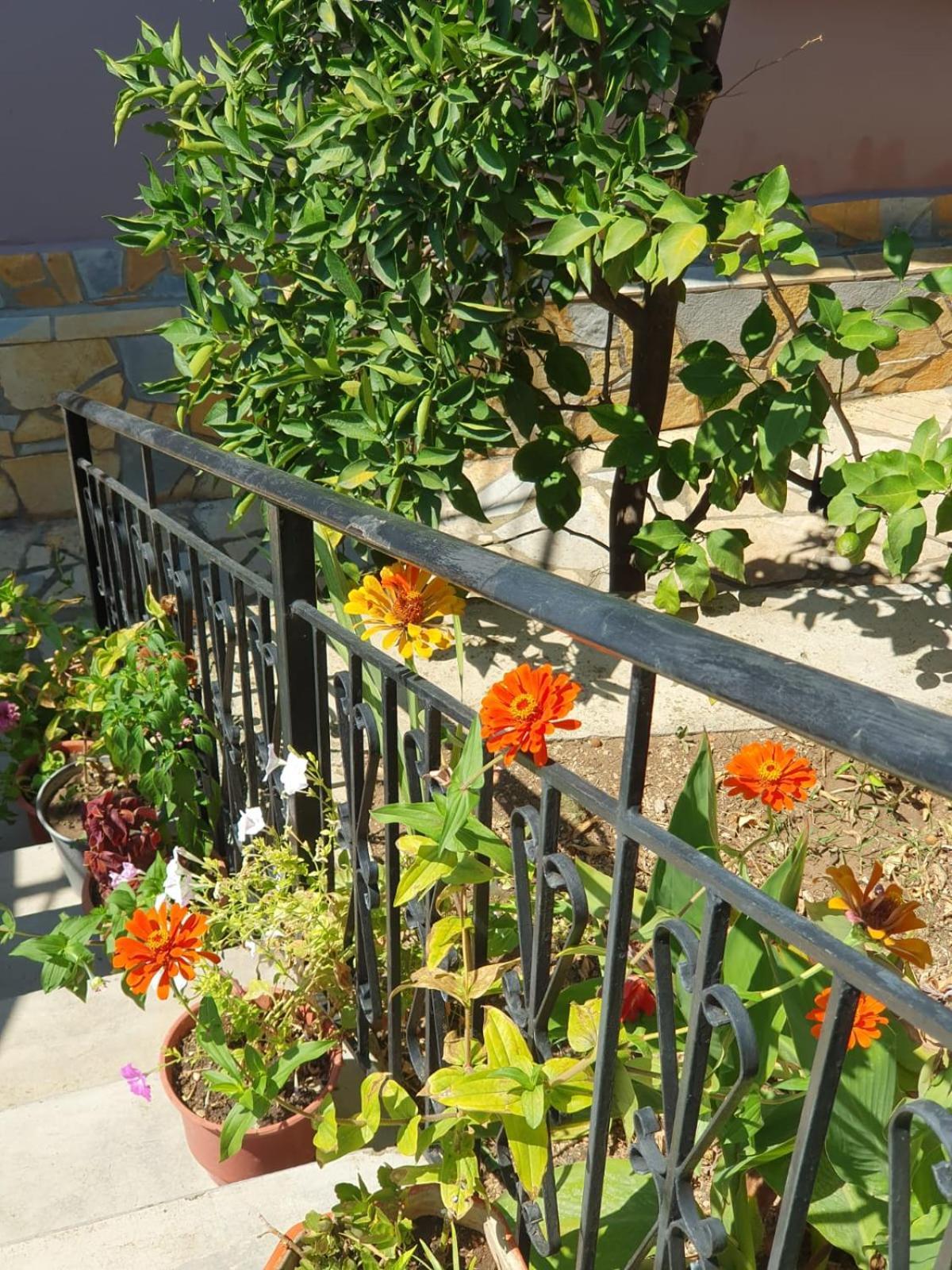 Sara Guesthouse Berat Exterior photo